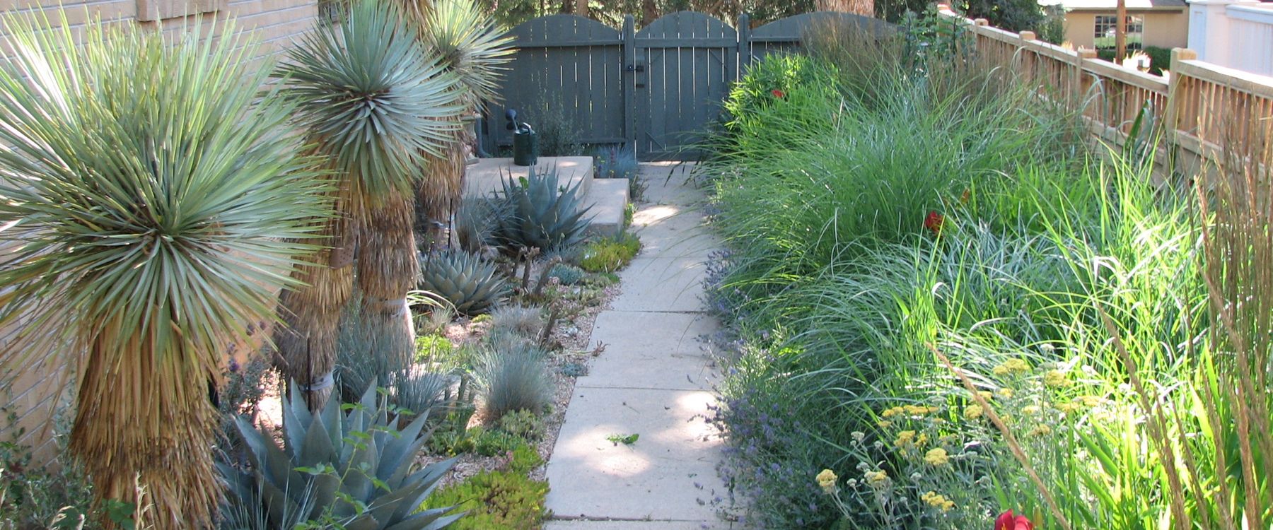 A dry garden: yucca, agave and blue grasses along a concrete path