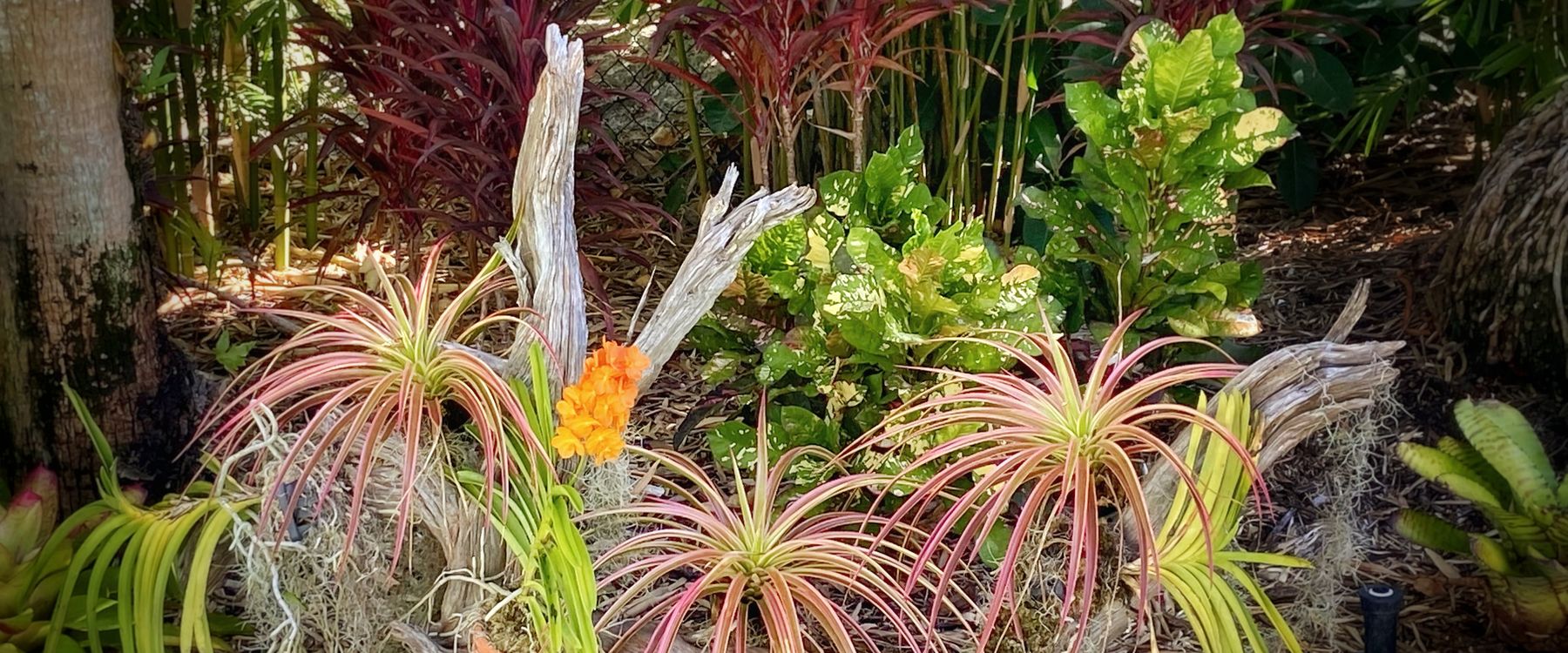 A tropical shade planting: cordyline, bromeliads and ferns in a mulched bed